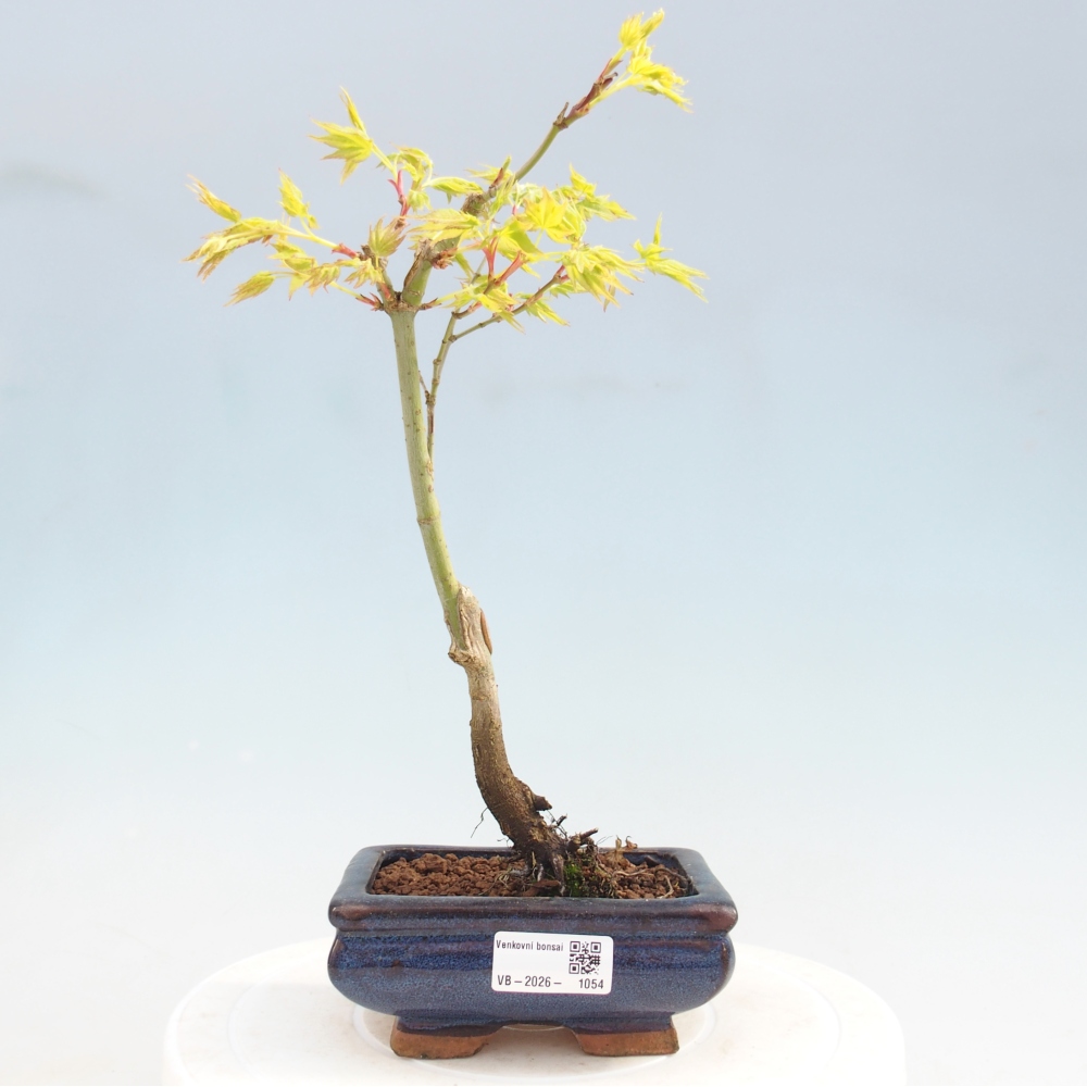 Acer palmatum Aureum - Golden Maple
