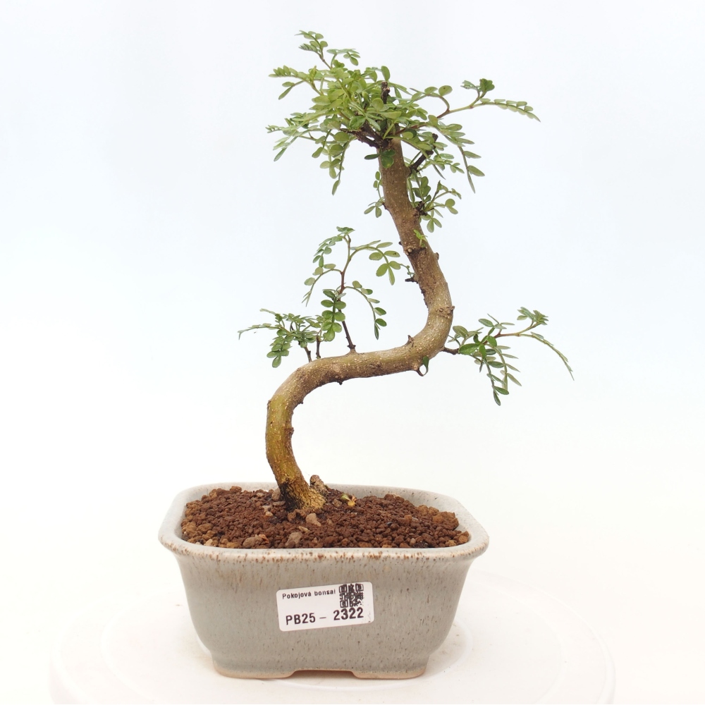 Indoor bonsai - Zantoxylum piperitum - Peppermint