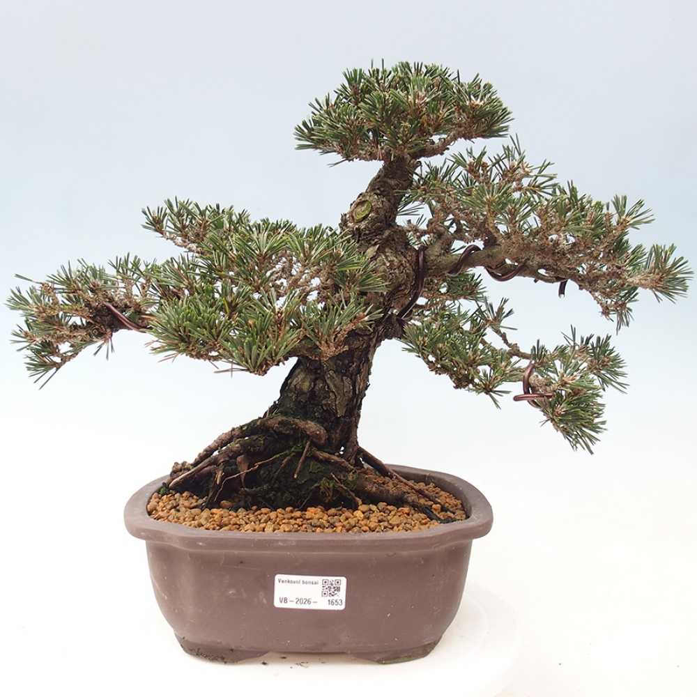 Outdoor bonsai - Pinus thunbergii Kotobuki - Thunberg pine