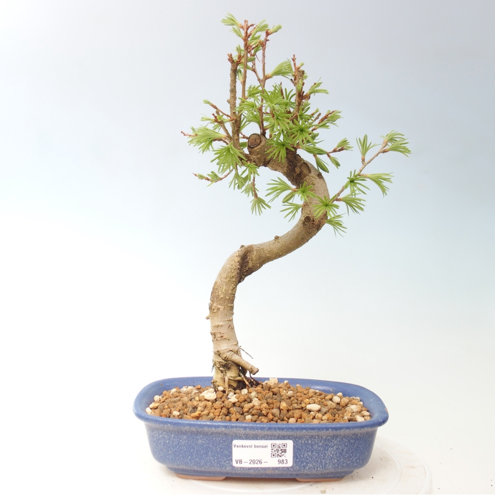 Outdoor bonsai -Pseudolarix amabis-Pseudolarix amabis