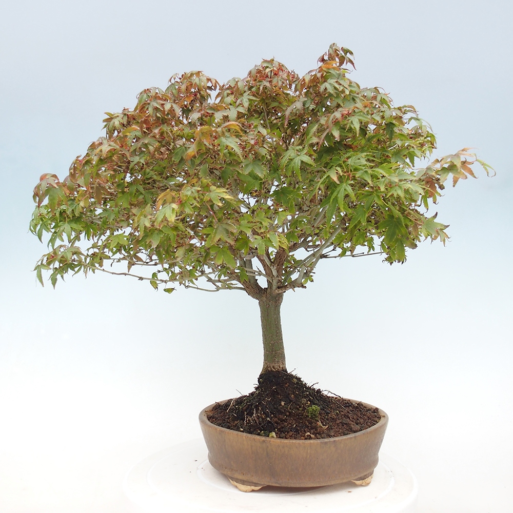 Acer palmatum KIOHIME - Palmetto maple