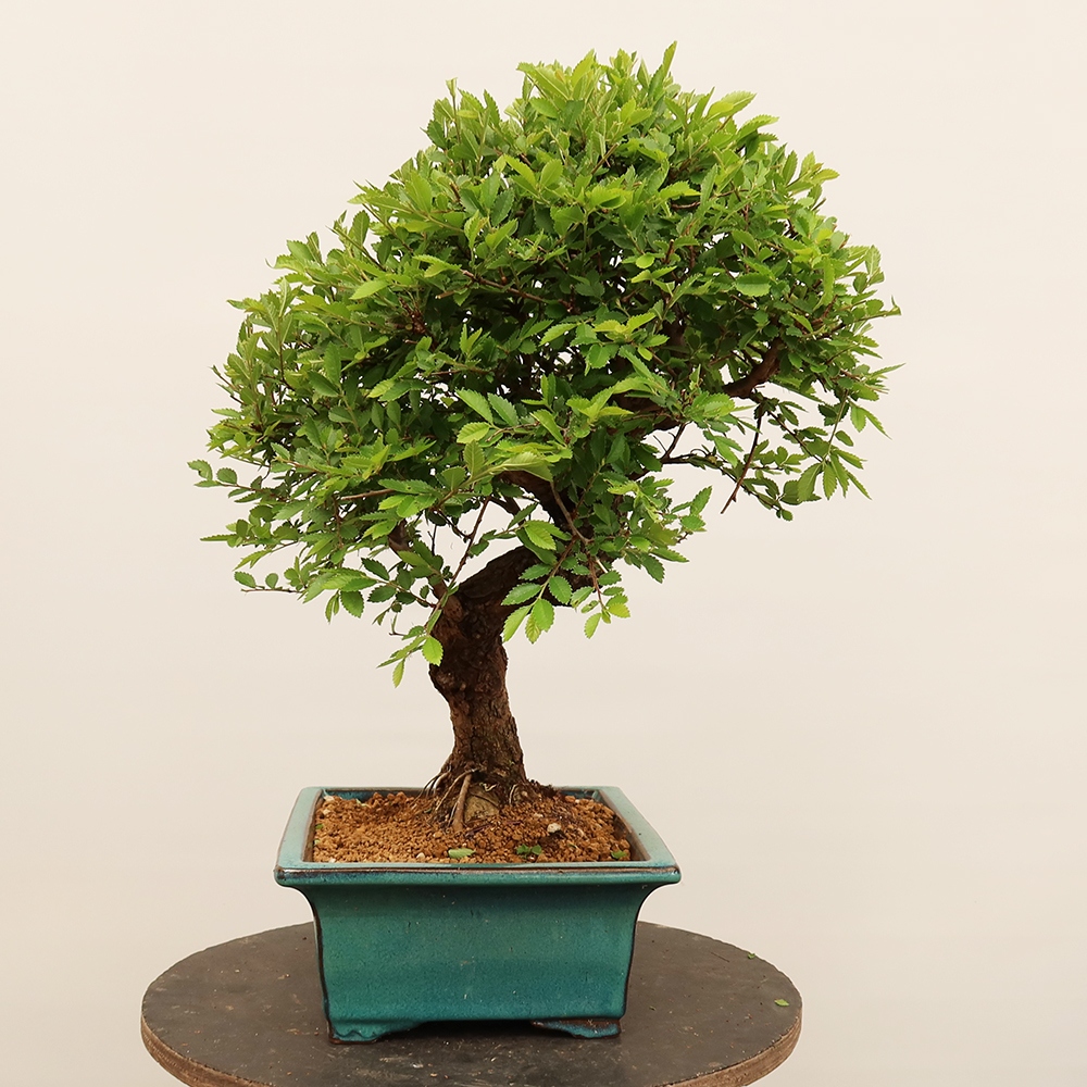 Outdoor bonsai - Zelkova - Zelkova NIRE