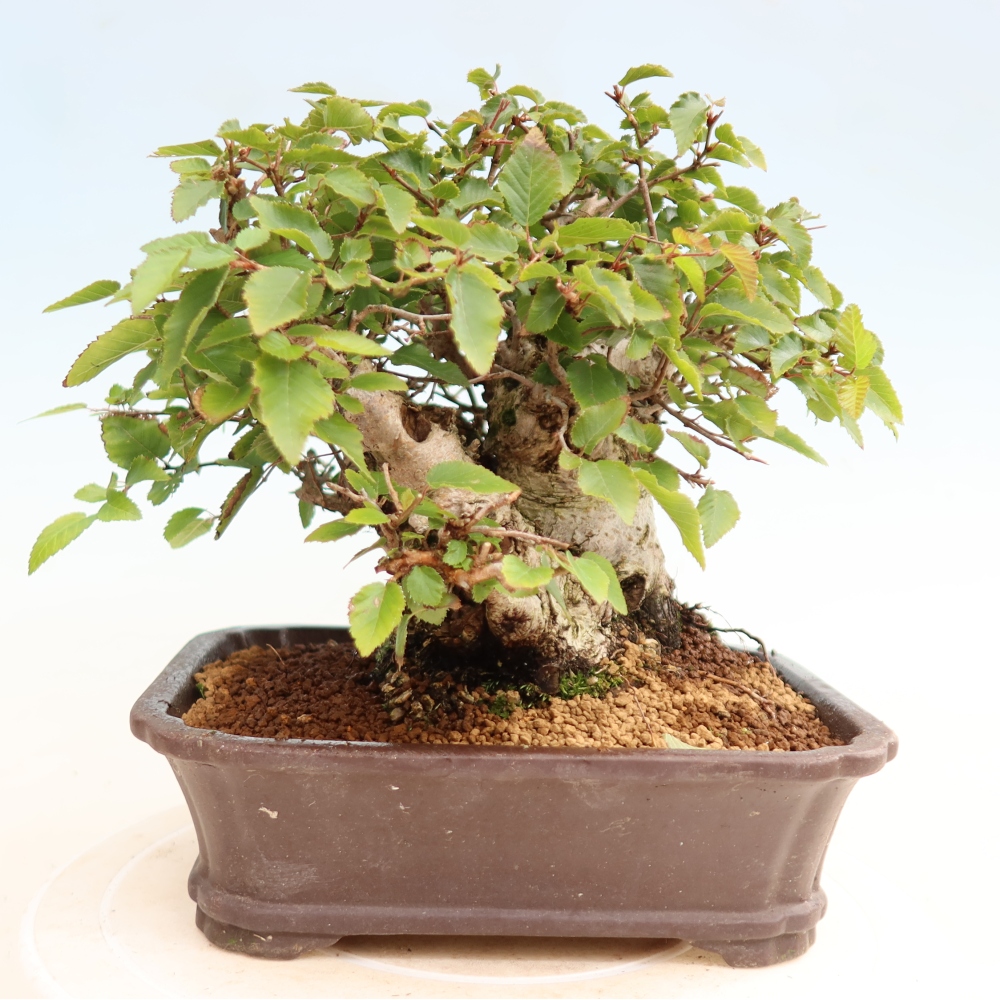 Outdoor bonsai -Carpinus CARPINOIDES - Korean Hornbeam