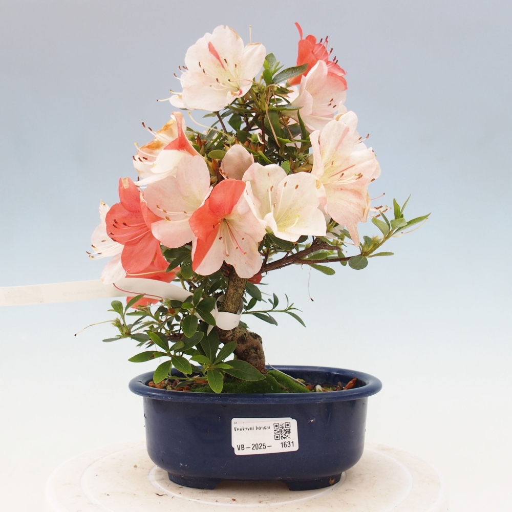 Outdoor bonsai - Japanese azalea - Azalea Asazakura