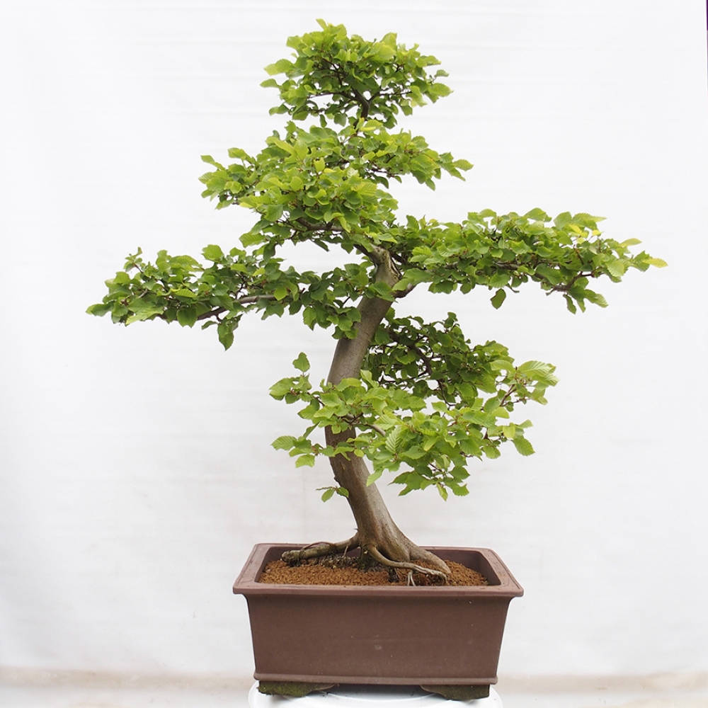Outdoor bonsai - Hornbeam - Carpinus betulus