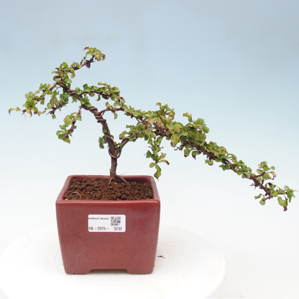Outdoor bonsai - Chaenomeles with. Red Joy - Quince