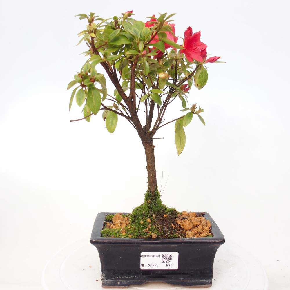 Outdoor bonsai - Japanese azalea - Azalea sp.