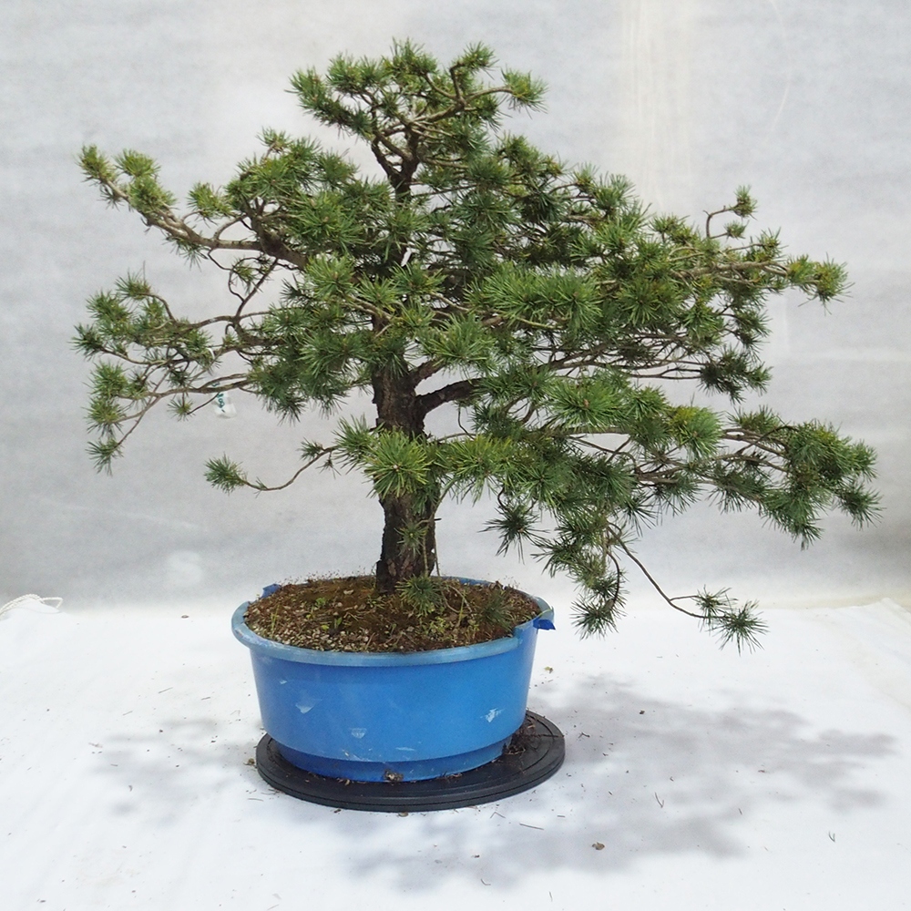Yamadori - Pinus sylvestris 
