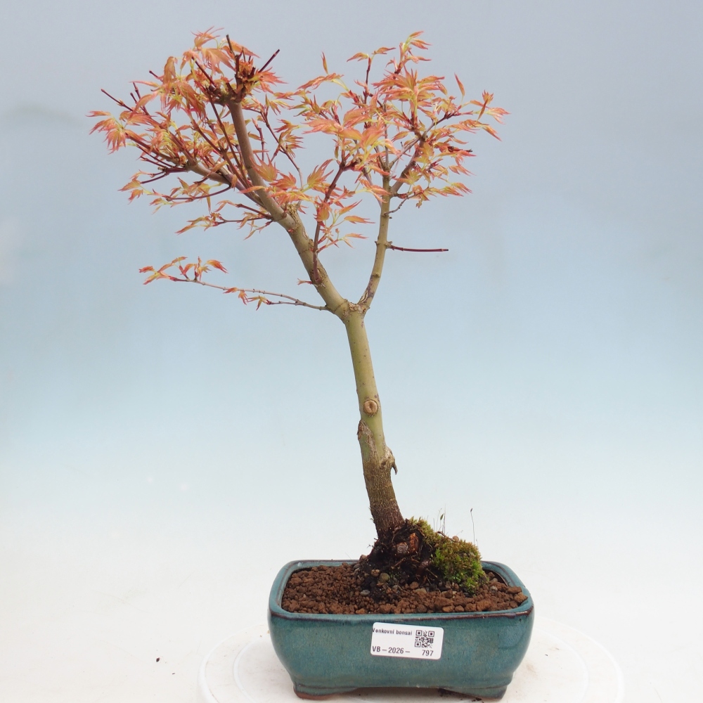 Norway maple - Acer palmatum Beni Tsukasa