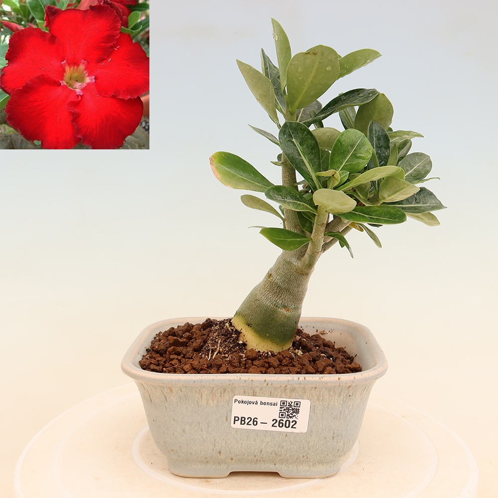 Indoor Bonsai - Adenium obesum Red Star - Desert Rose