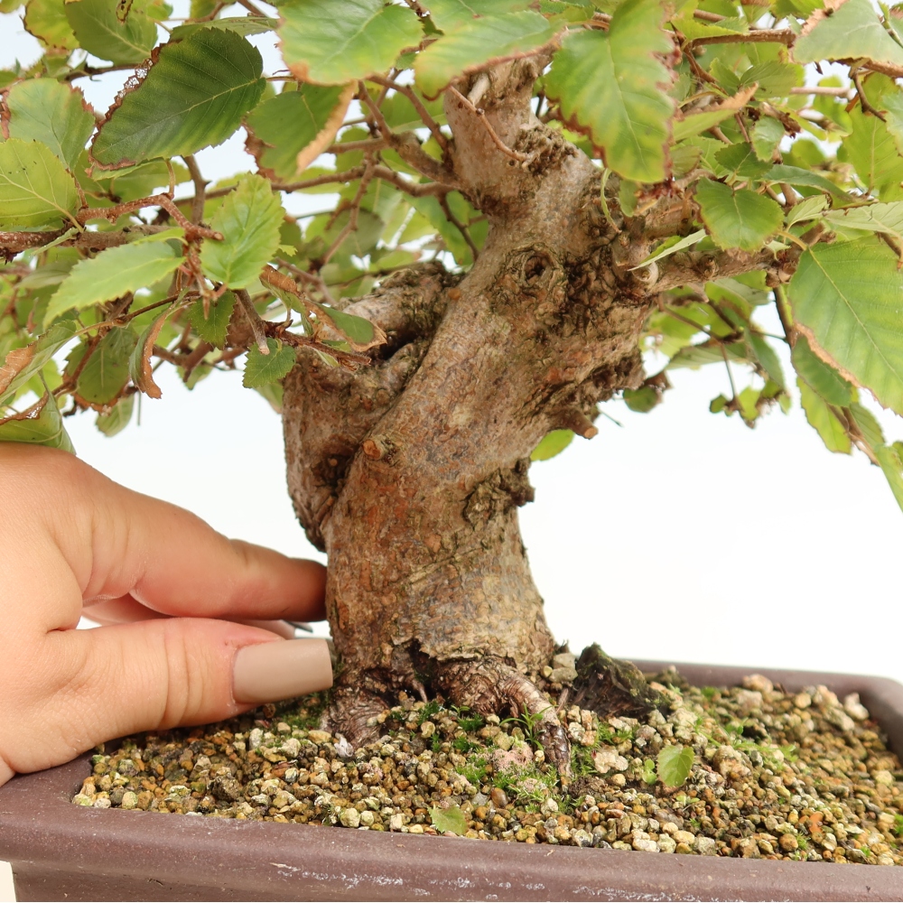 Outdoor bonsai -Carpinus CARPINOIDES - Korean Hornbeam