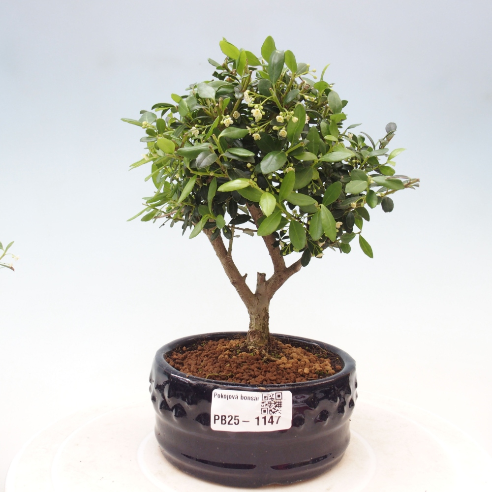 Indoor bonsai - Ilex crenata - Holly
