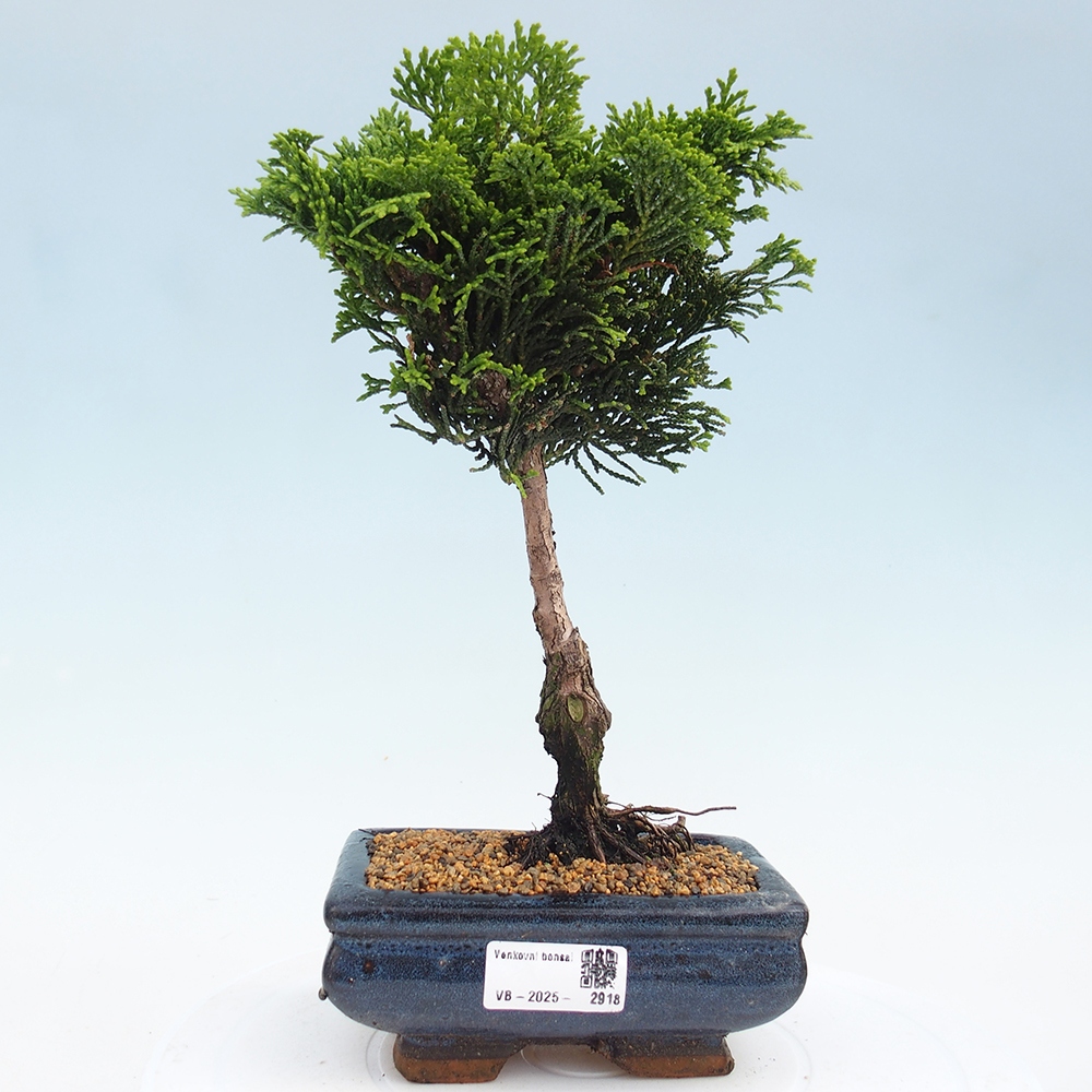 Outdoor bonsai - Cham.pis obtusa Nana Gracilis - Cypress