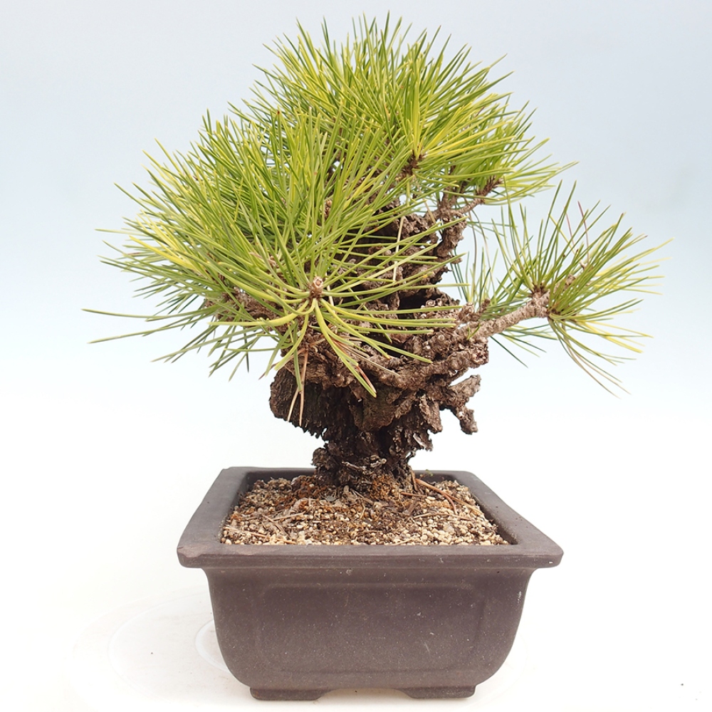 Outdoor bonsai - Pinus thunbergii - Thunberg pine