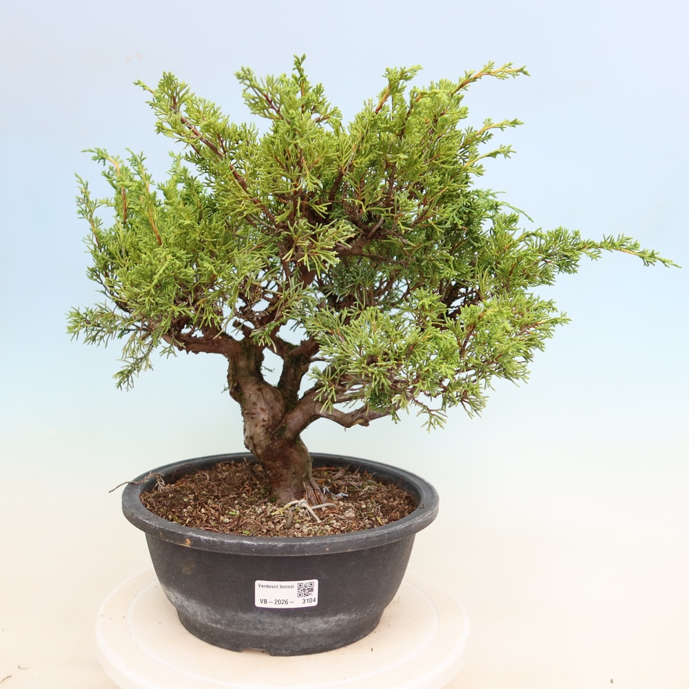 Outdoor Bonsai - Juniperus chinensis Itoigawa - Chinese Juniper