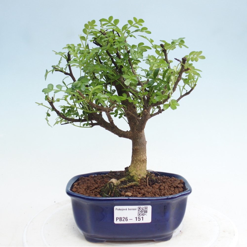 Room bonsai - Zantoxylum piperitum - pepper tree