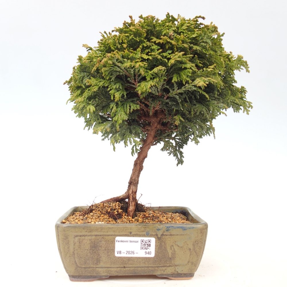 Outdoor bonsai - Cham.pis Parslori - Cypress