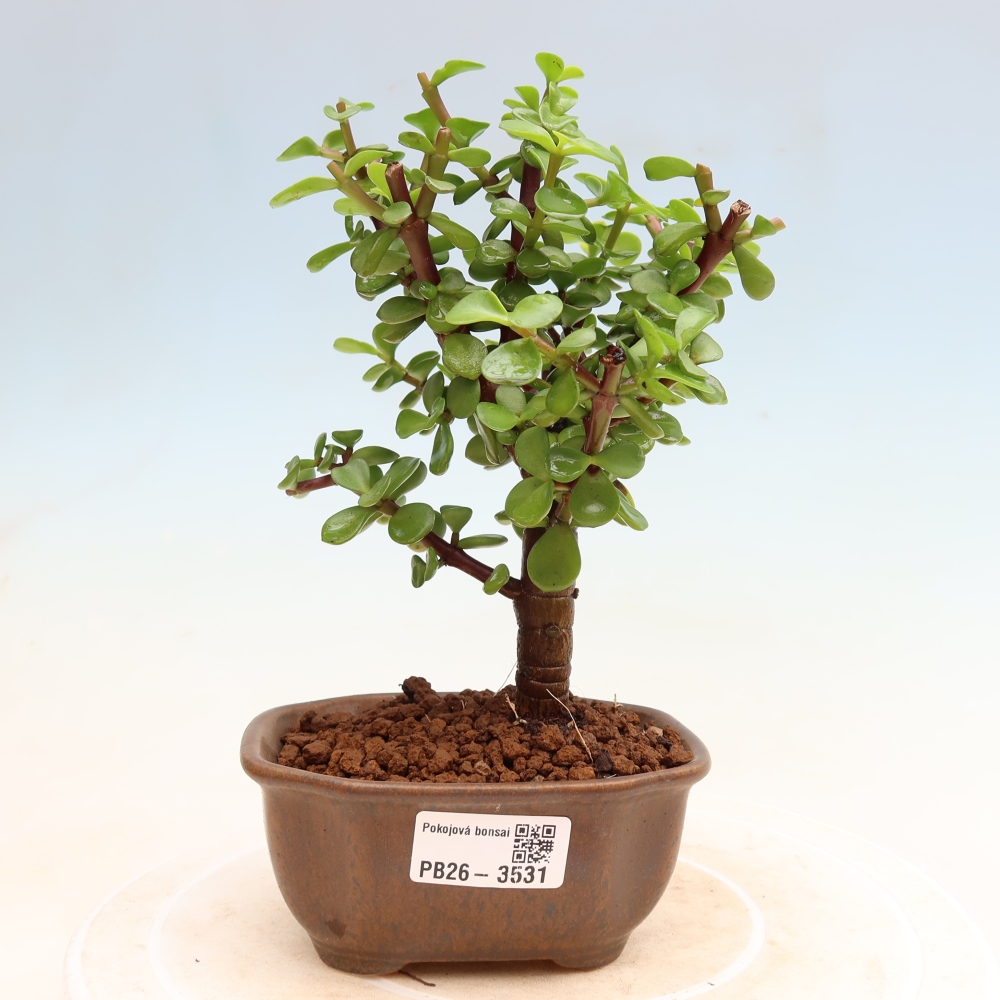 Room bonsai - Portulakaria Afra - Tlustice