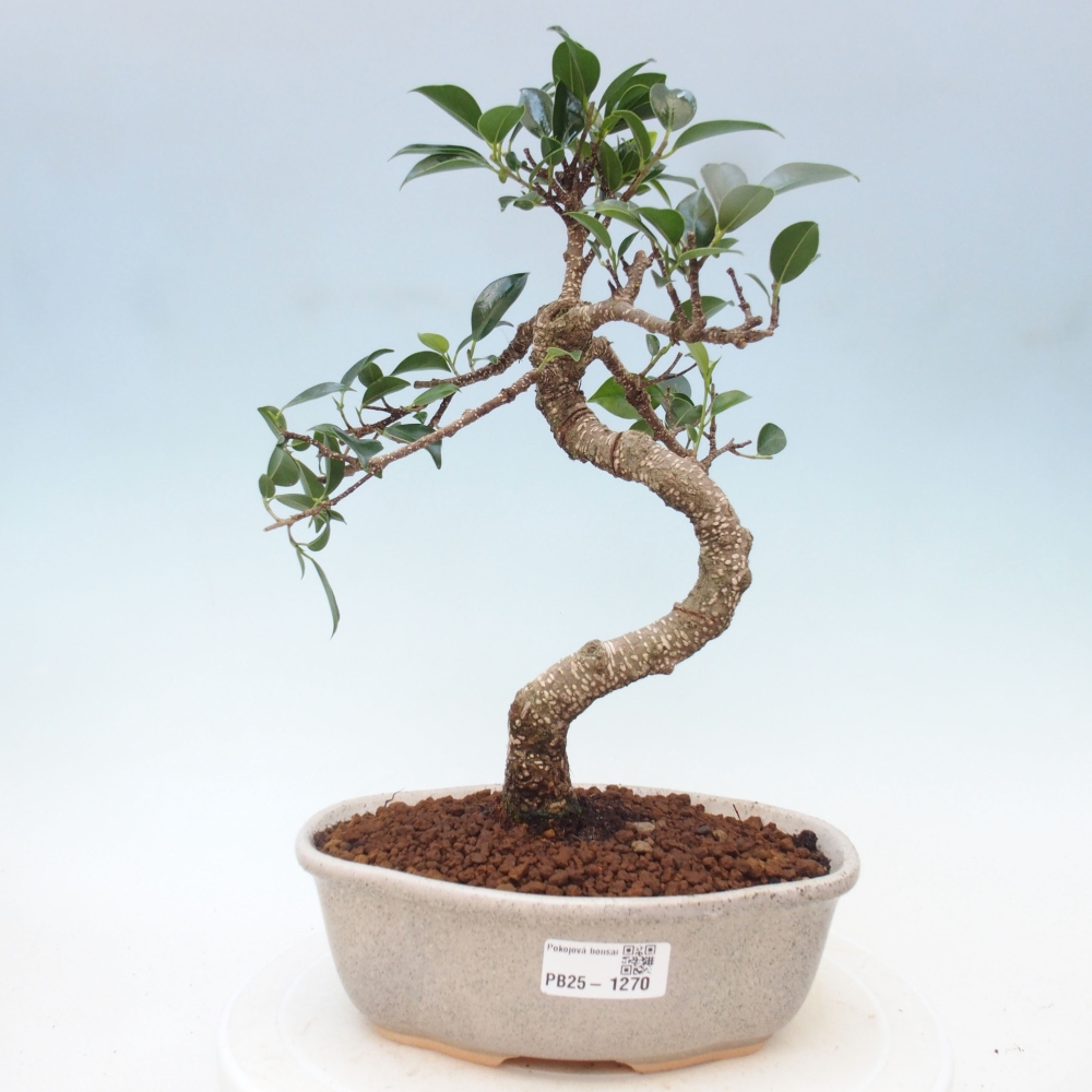 Indoor bonsai - Ficus retusa - small ficus