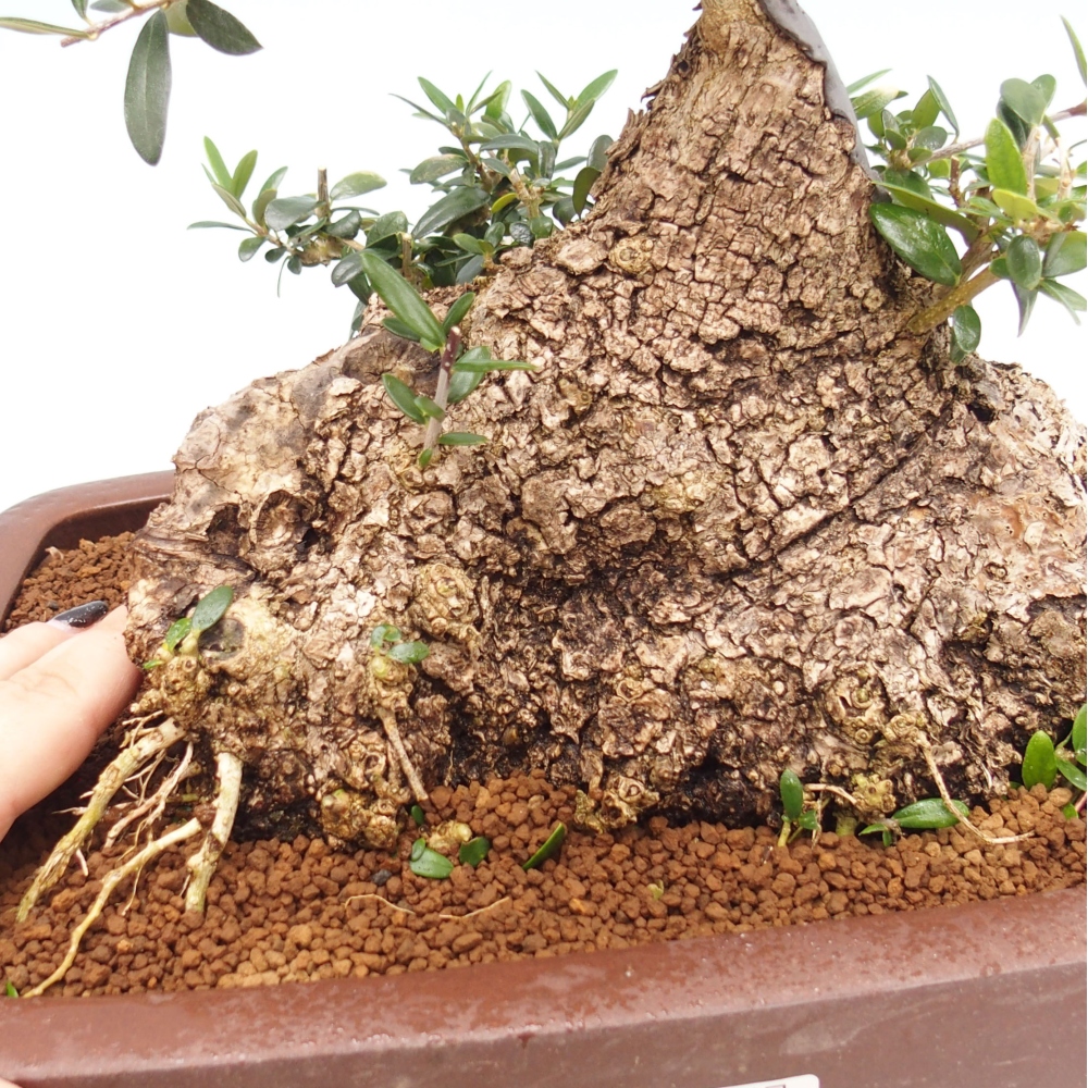 Indoor bonsai - Olea europaea sylvestris - European small-leaved olive oil