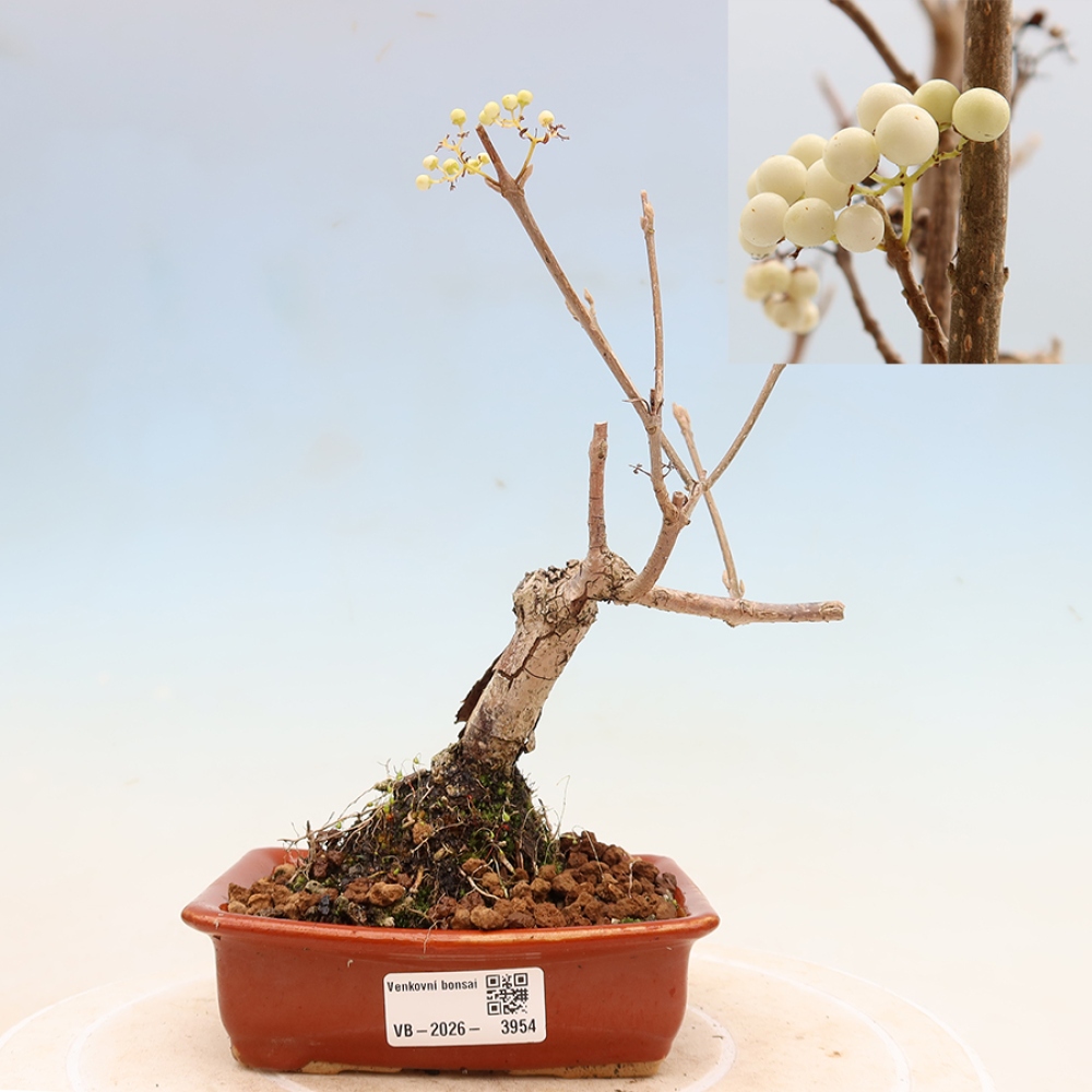 Outdoor Bonsai - Callicarpa bodinieri 'Snowqueen' - Snowberry