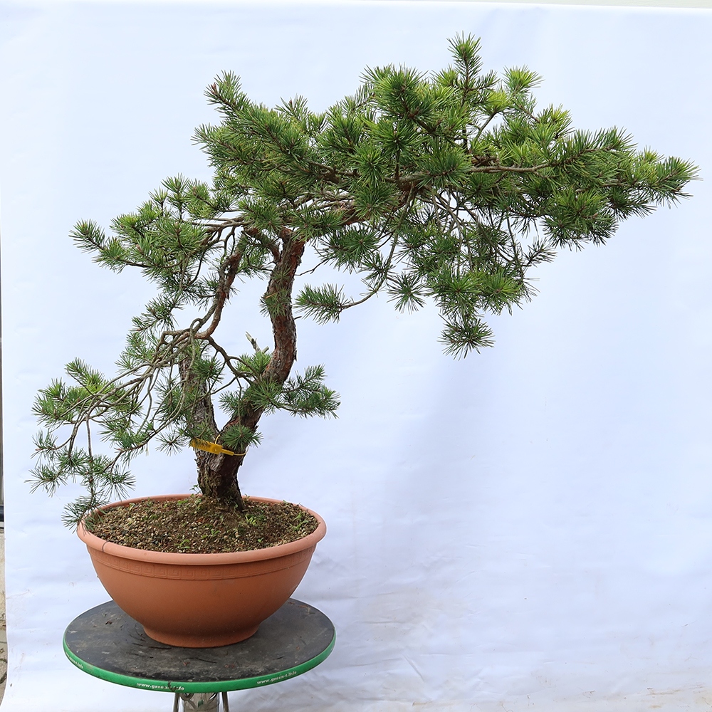 Pinus sylvestris Spain - Scots pine