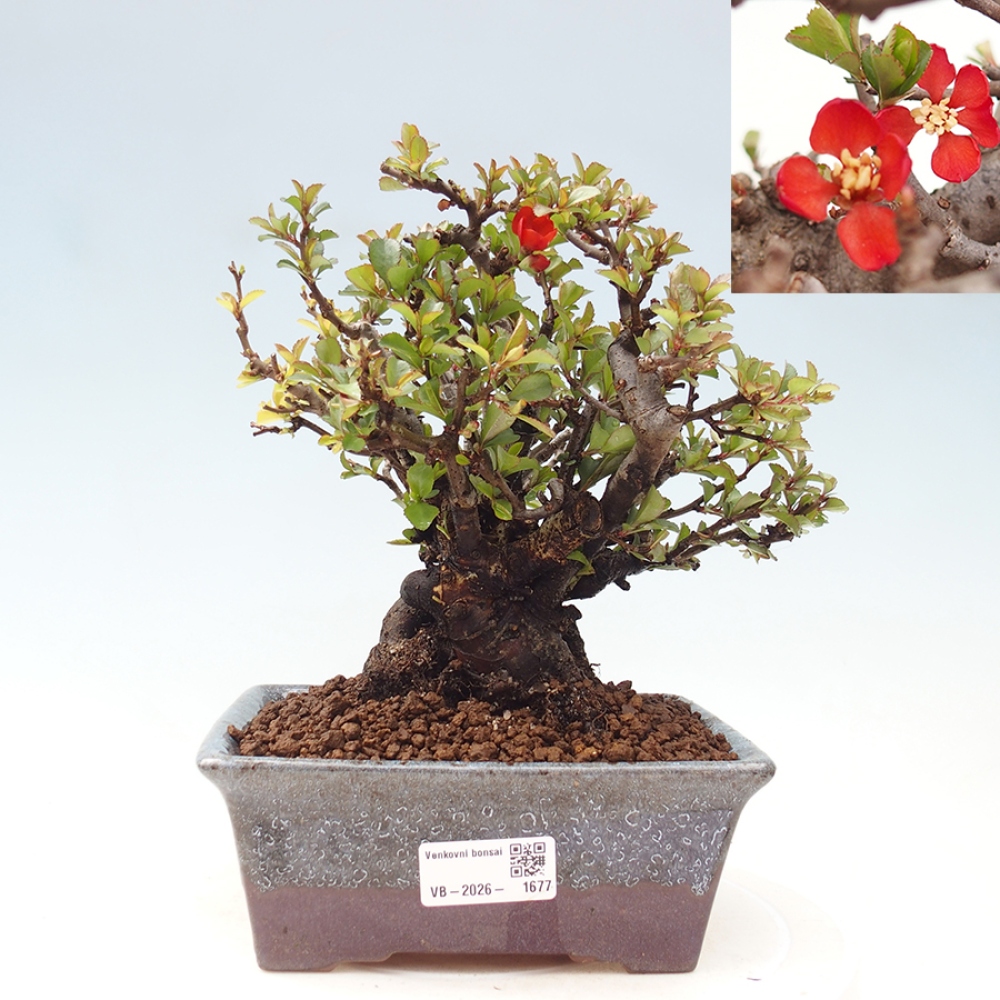 Outdoor bonsai - Chaneomeles speciosa - Quince