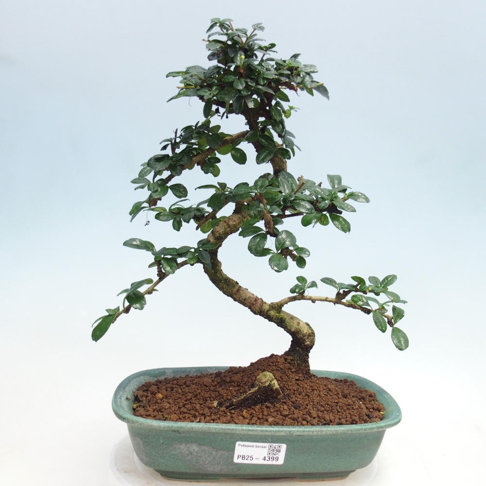 Room bonsai - Carmona macrophylla - Tea fuki