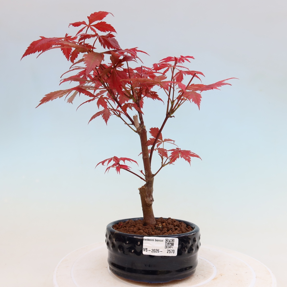Outdoor bonsai - Acer palm. Atropurpureum-Javor palmate