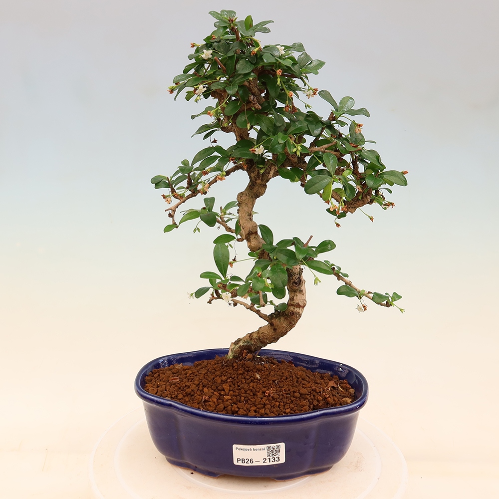 Room bonsai - Carmona macrophylla - Tea fuki