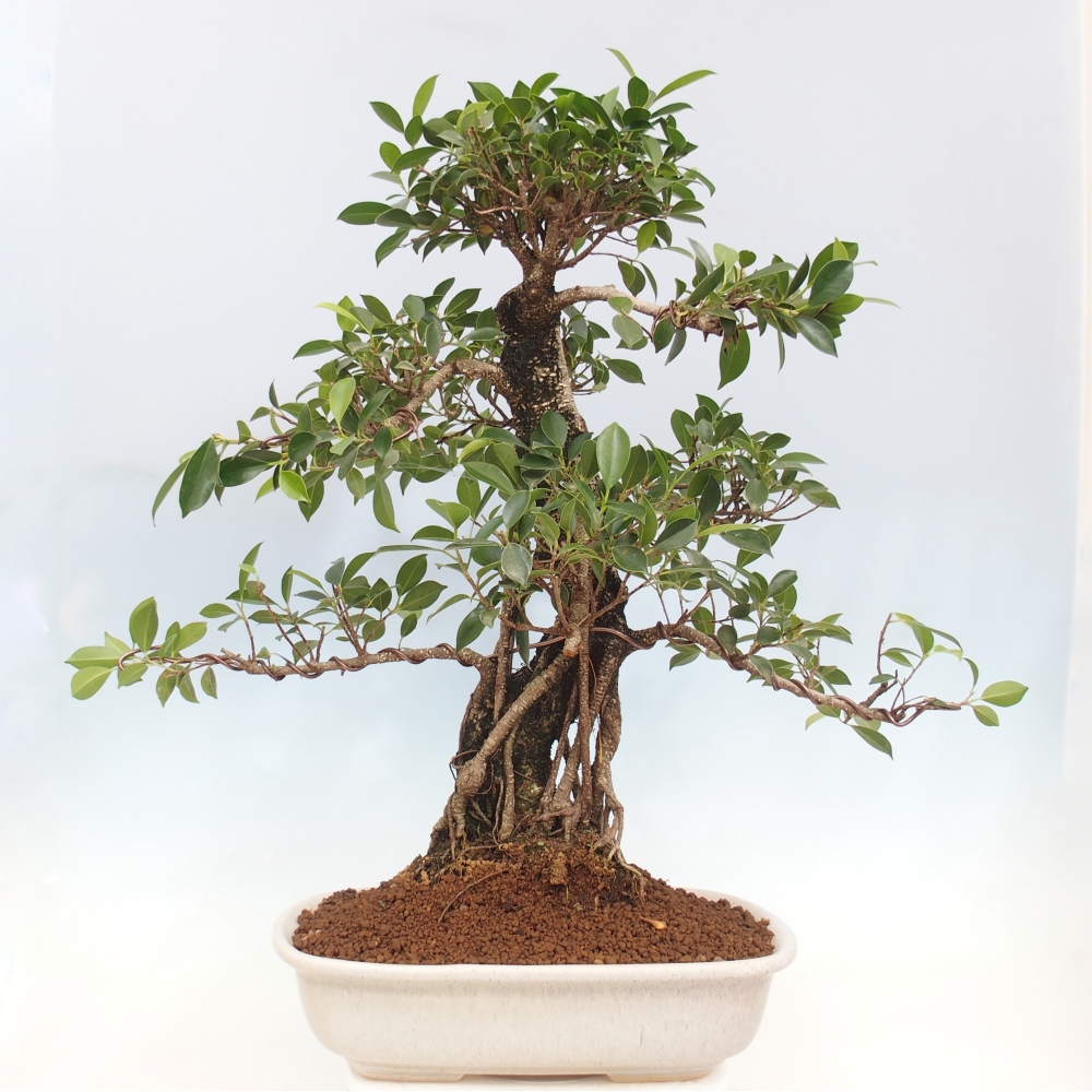 Room bonsai - Ficus kimmen - small-leaved ficus - PERSONAL COLLECTION ONLY or pallet transport