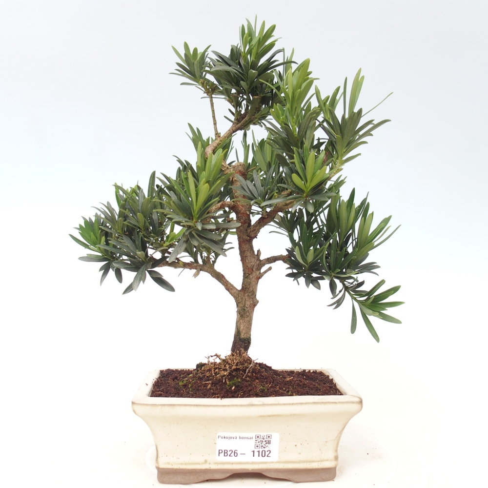Room bonsai - Podocarpus - Stone Yew