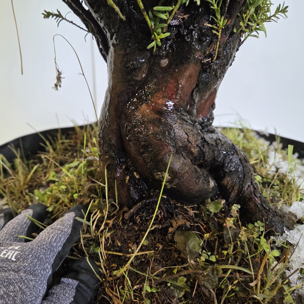 Outdoor bonsai Japanese Yew - Taxus cuspidata