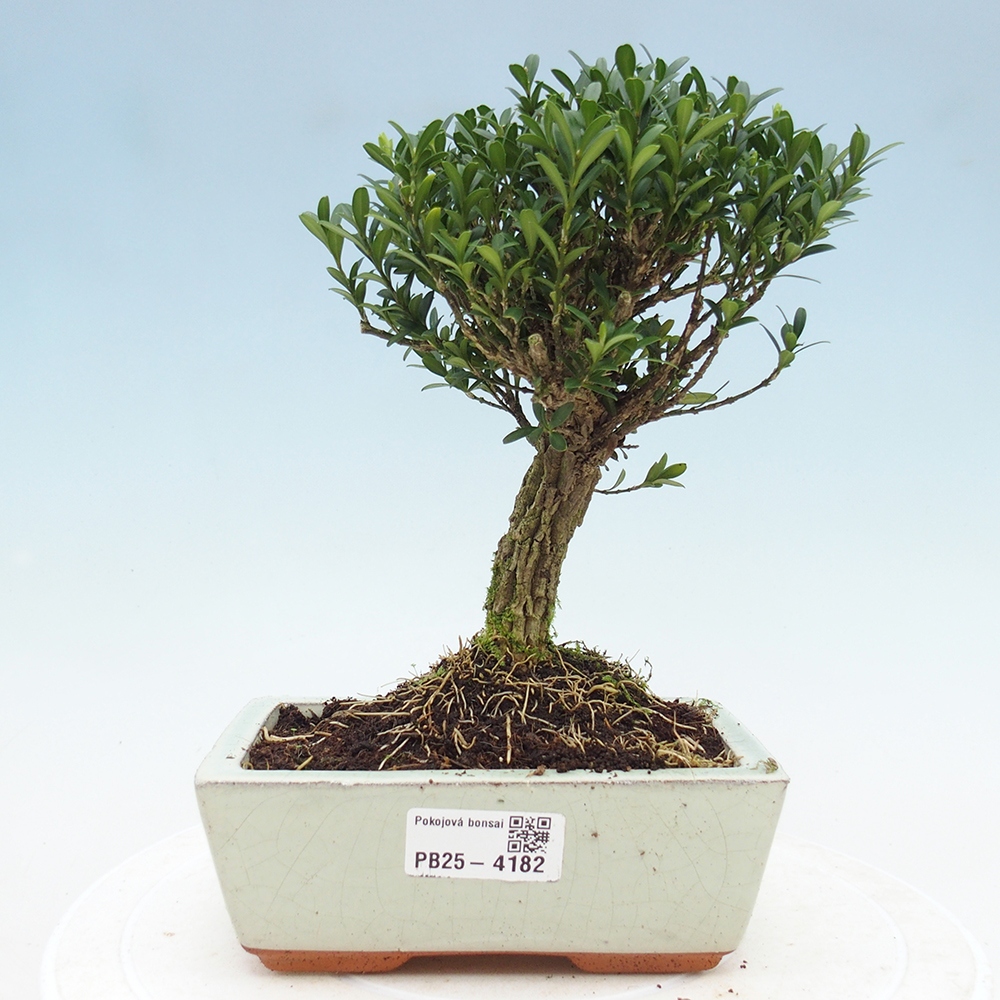 Room bonsai - Buxus harlandii - cork buxus