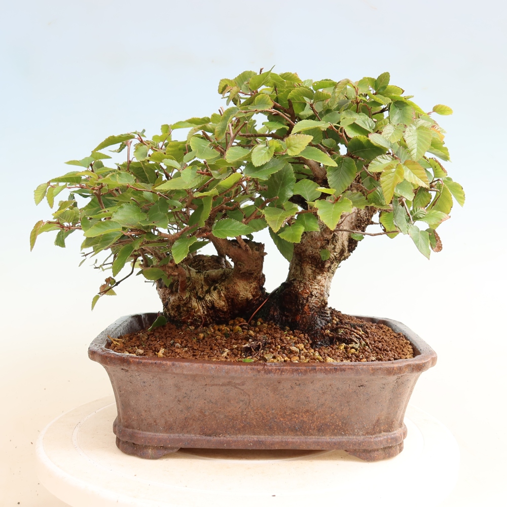 Outdoor bonsai -Carpinus CARPINOIDES - Korean Hornbeam