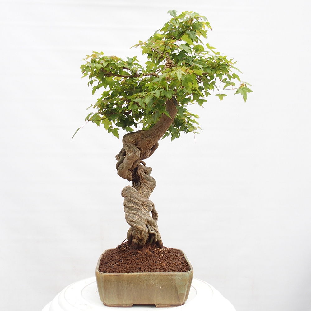 Outdoor bonsai - Maple Buergerianum - Burger Maple
