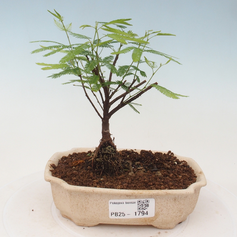 Room bonsai-Calliandra surinamensis Dixie Pink -Kaliandra of Suria