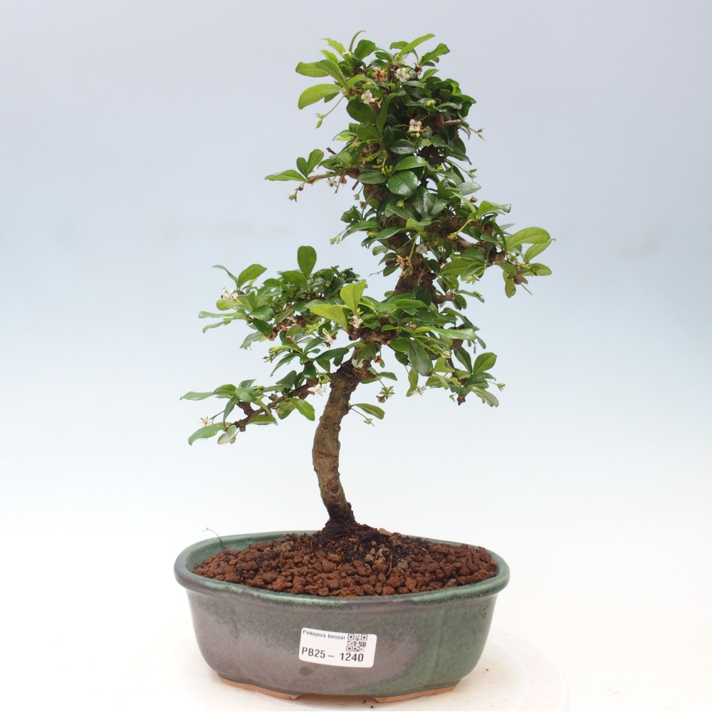 Room bonsai - Carmona macrophylla - Tea fuki