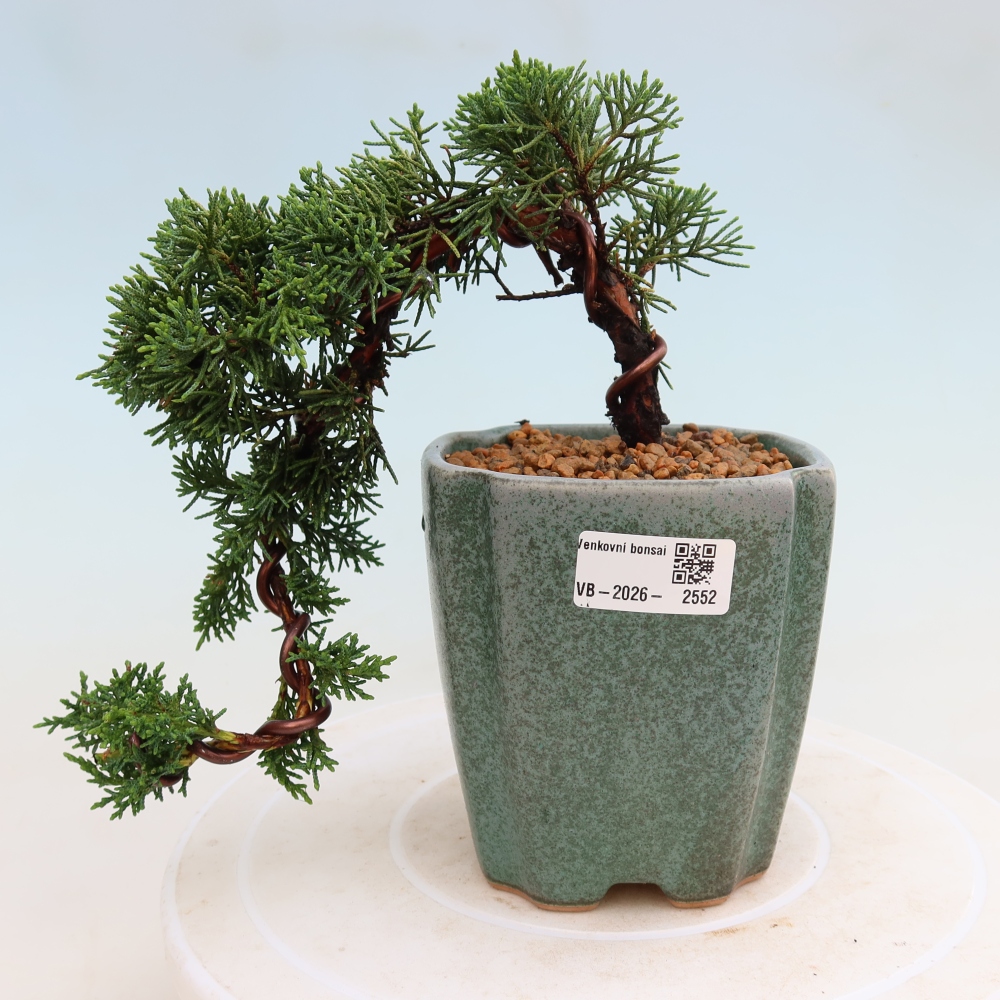 Outdoor bonsai - Juniperus chinensis Kishu