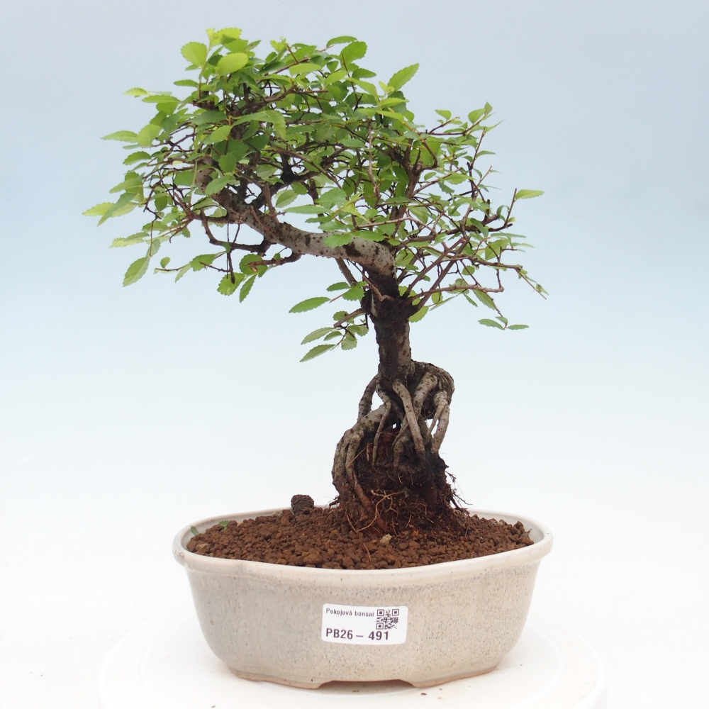 Room bonsai - Ulmus parvifolia - Small-leaved elm
