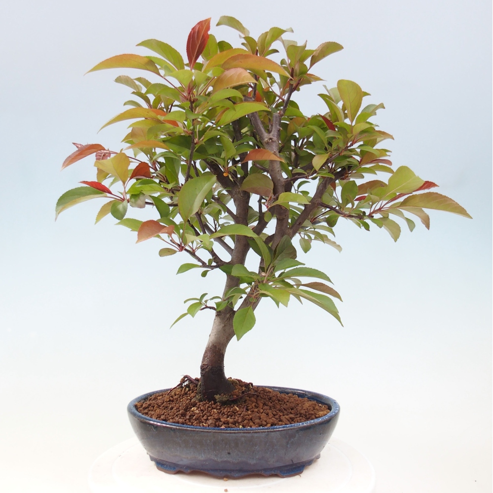 Outdoor bonsai - Malus domestica - Small-fruited red-leaved apple tree