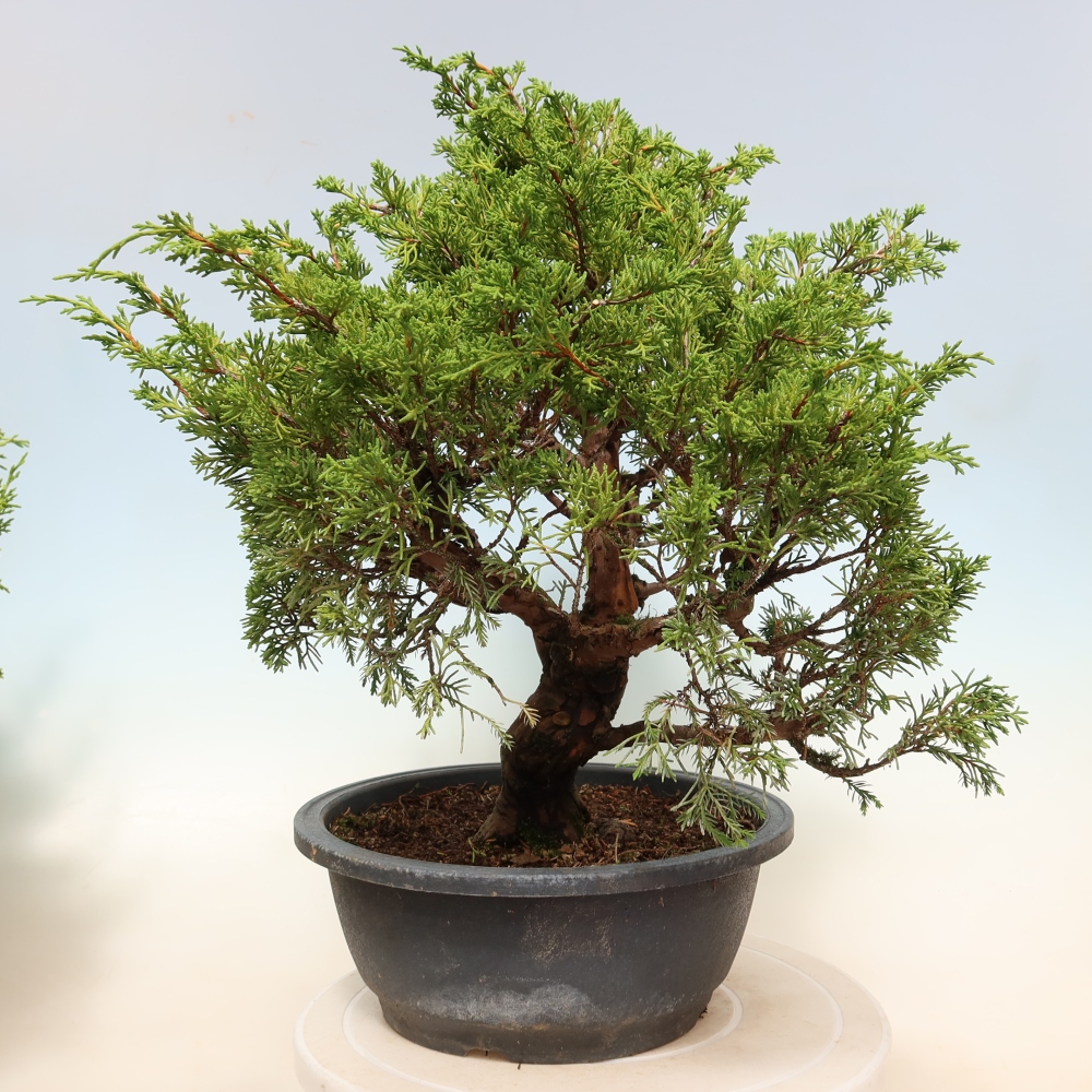 Outdoor Bonsai - Juniperus chinensis Itoigawa - Chinese Juniper