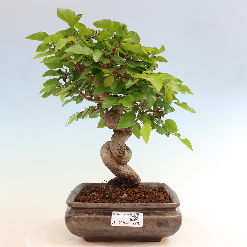 Outdoor bonsai -Carpinus coreana - Korean Hornbeam