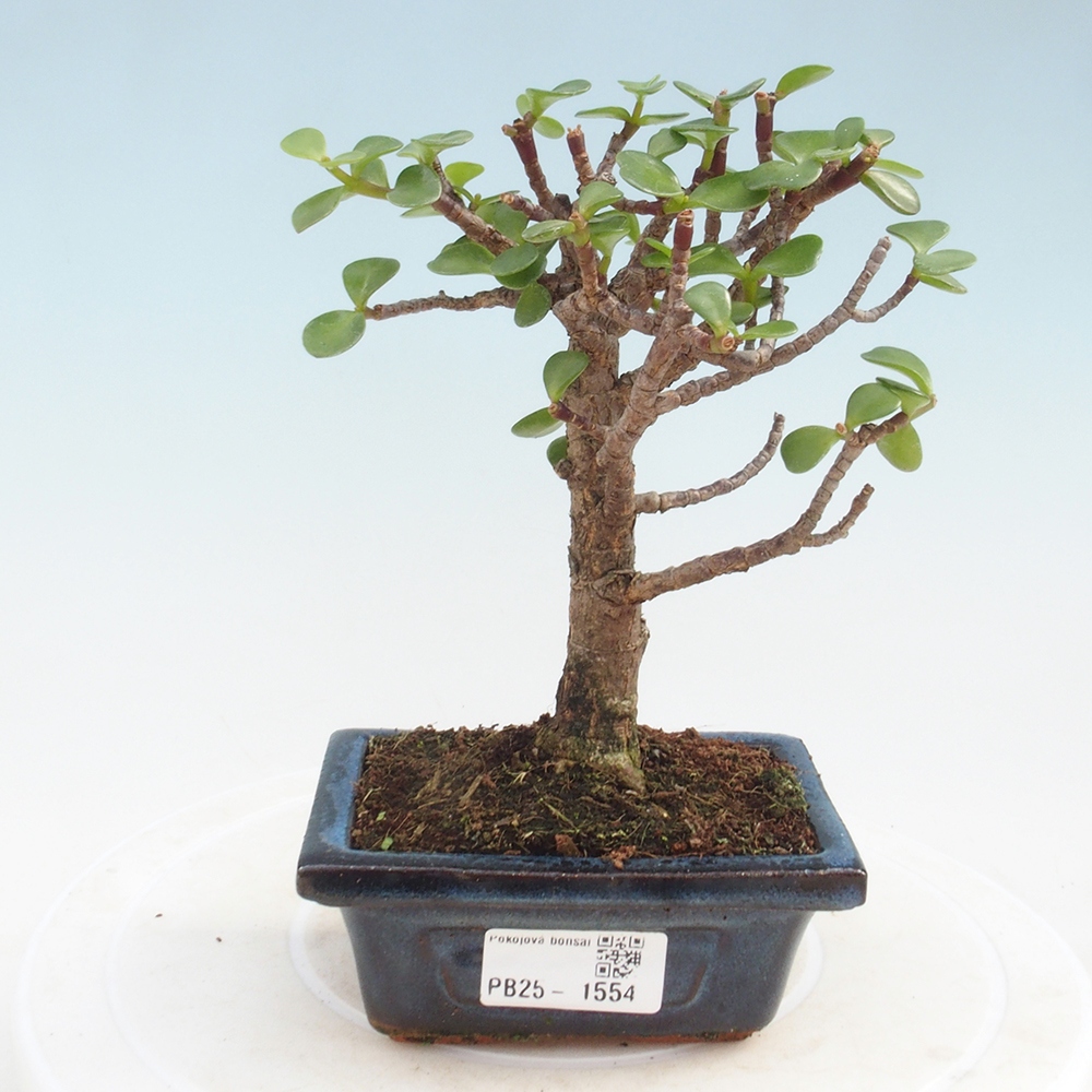 Indoor bonsai - Portulakaria Afra - Tlustice