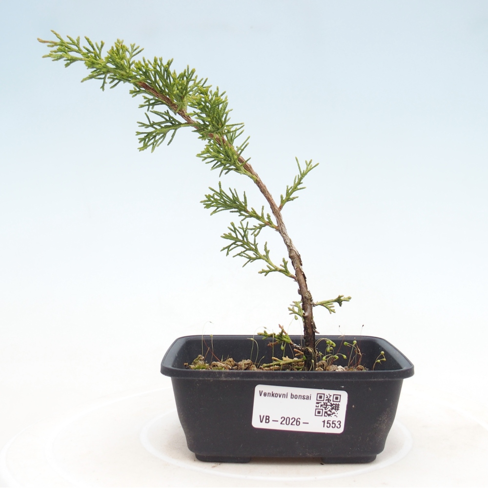 Outdoor bonsai - Juniperus chinensis Itoigawa