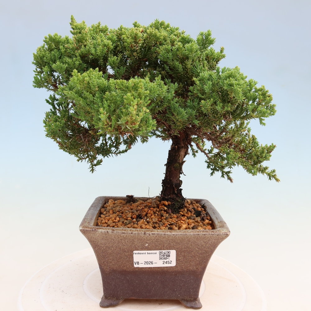Outdoor Bonsai - Juniperus procumbens - Creeping Juniper