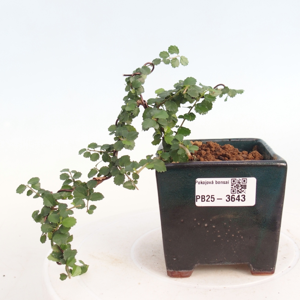 Room bonsai - Grewia sp. - Grewia malafolia