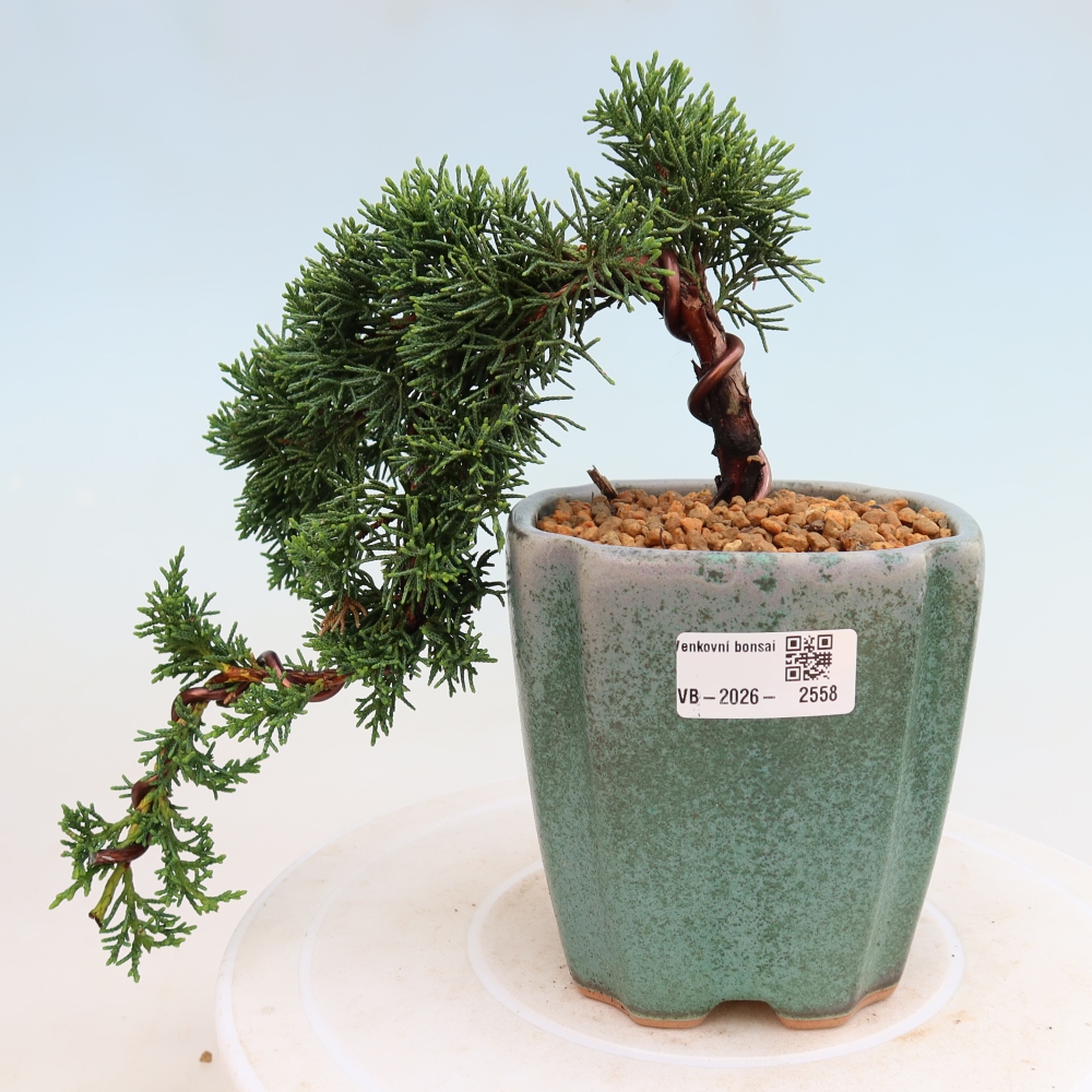 Outdoor bonsai - Juniperus chinensis Kishu