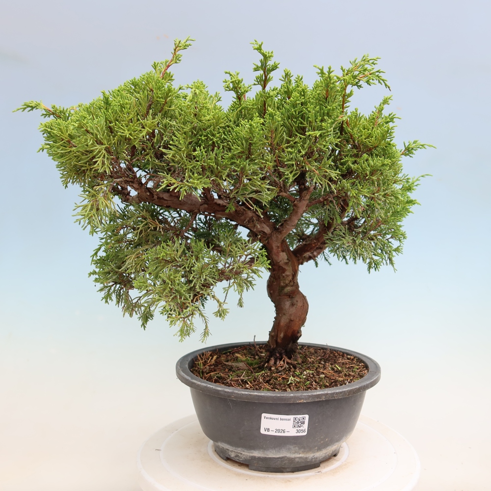 Outdoor Bonsai - Juniperus chinensis Itoigawa - Chinese Juniper