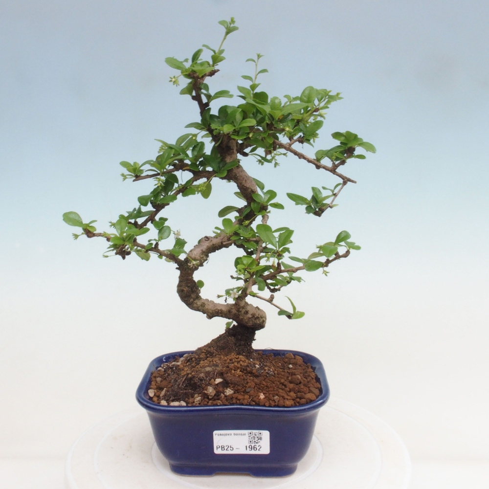 Indoor bonsai - Carmona macrophylla - Fuki tea